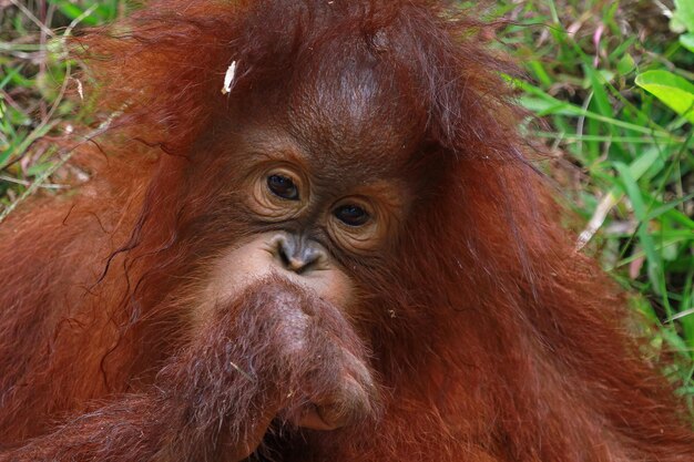 Expressie van een orang-oetan met een steen in zijn mond