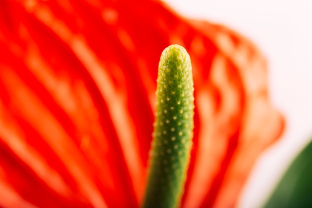 Extreem close-up van anthuriumbloem