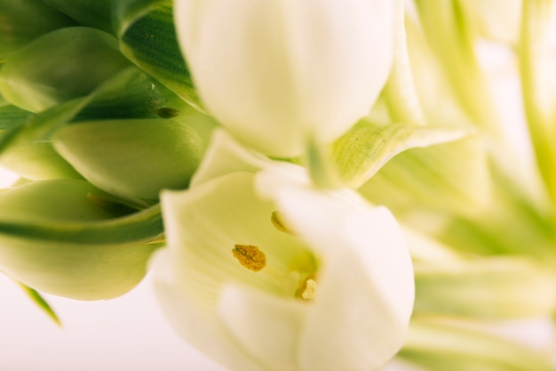 Extreem close-up van een bloem