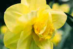 Gratis foto extreem close-up van gele narcisbloem