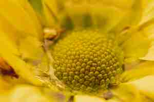 Gratis foto extreme close-up gele bloem