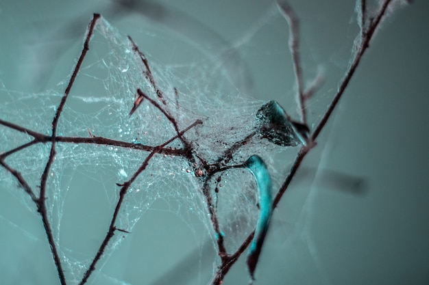 Extreme close-up van de plant vertakt zich allemaal in een spinnenweb