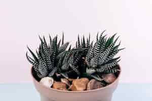 Gratis foto fasciated haworthia plant groeit in pot met kiezels