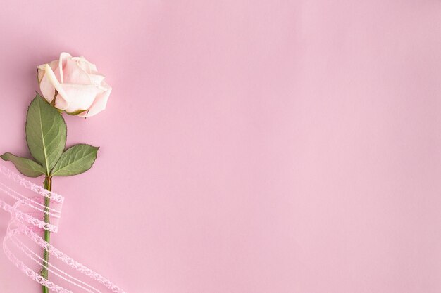 Feestelijk frame met een roos op een roze muur. Bovenaanzicht, plat gelegd. Kopieer ruimte.