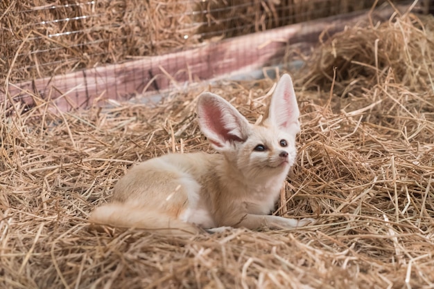 Fennec vos of woestijn vos