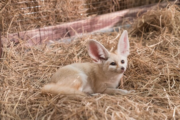 Fennec vos of woestijn vos