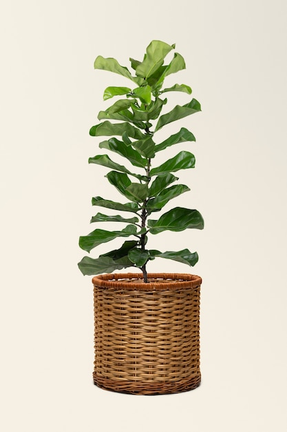 Gratis foto fiddle leaf vijgenplant in een pot