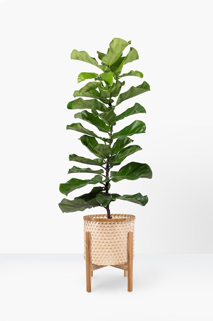 Fiddle leaf vijgenplant in een pot