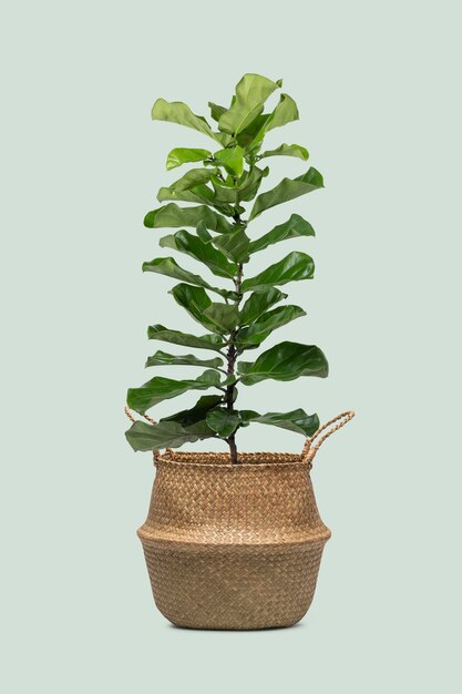Fiddle leaf vijgenplant in een pot