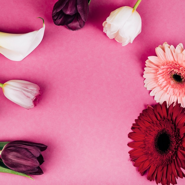 Fijne witte aronskelken; tulpen; gerbera bloemen op roze achtergrond