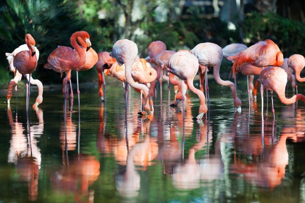 Flamingo&#39;s staan ​​in water