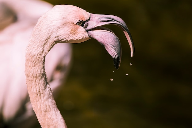 Gratis foto flamingo