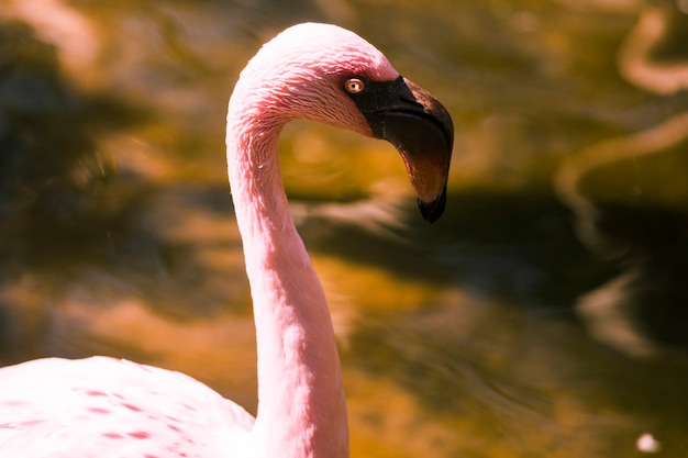 Gratis foto flamingo