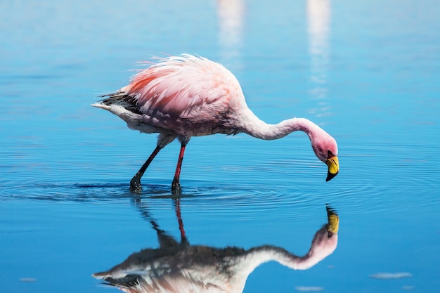 Gratis foto flamingo