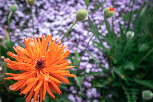 Gratis foto florale achtergrond met oranje bloem op onscherpe achtergrond
