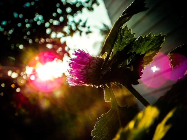 Gratis foto flower_with_flare