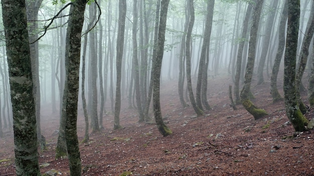 Foto van een mistig bos met hoge bomen