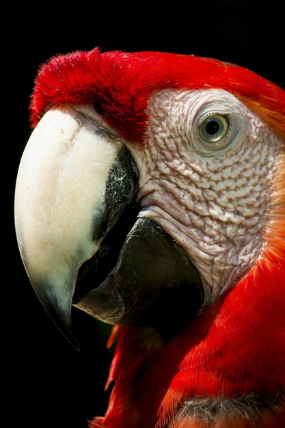 Foto van een papegaai die poseert bij "Auto Safari Chapín" in Escuintla, Guatemala.