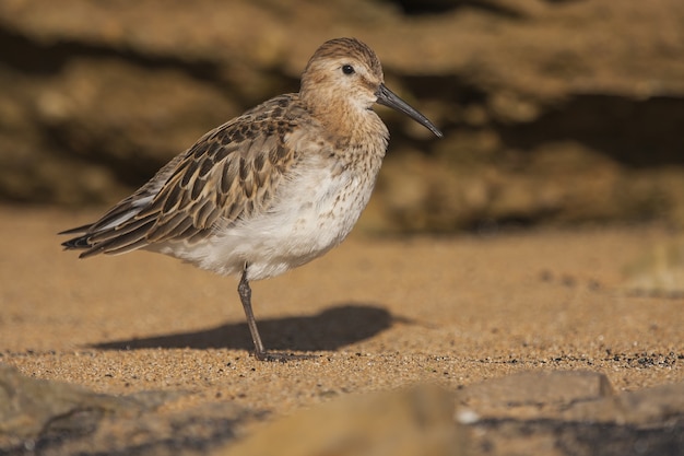 Gratis foto foto van een roodrugstrandloper op het zand overdag