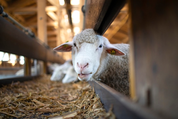 Foto van grappige schapen dier kauwen voedsel en staren naar de camera