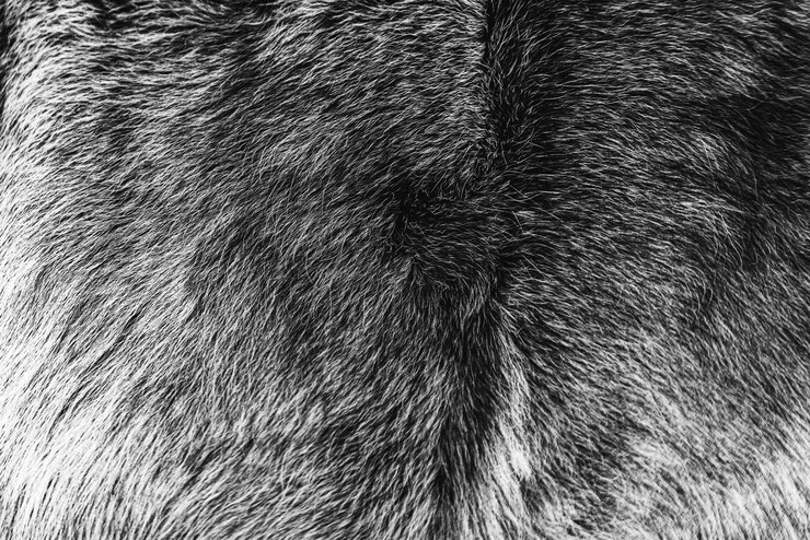 Gratis Foto foto van het textuurpatroon van de vacht