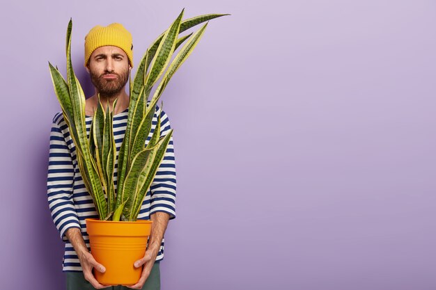 Foto van ontevreden man moet plant vervoeren, houdt sansevieria vast, heeft een sombere nors gezichtsuitdrukking, dikke stoppels, gekleed in stijlvolle kleding