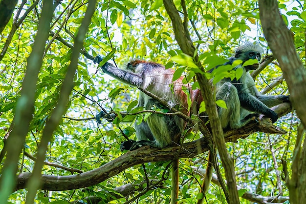 Foto van Red Colobus-aap die copulerend op de tak. Zanzibar, Tanzania. Piliocolobus tephrosceles