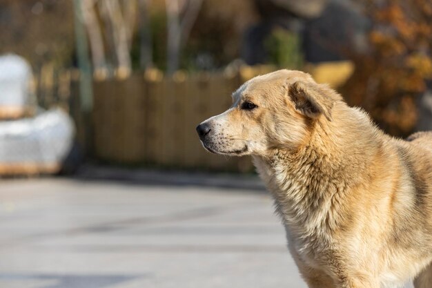 Foto van schattige dakloze hond Foto van hoge kwaliteit