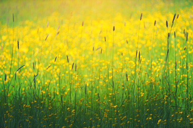 Fotografie van geel petaled bloemen veld