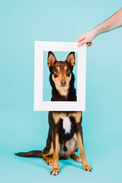 Frame concept met hond