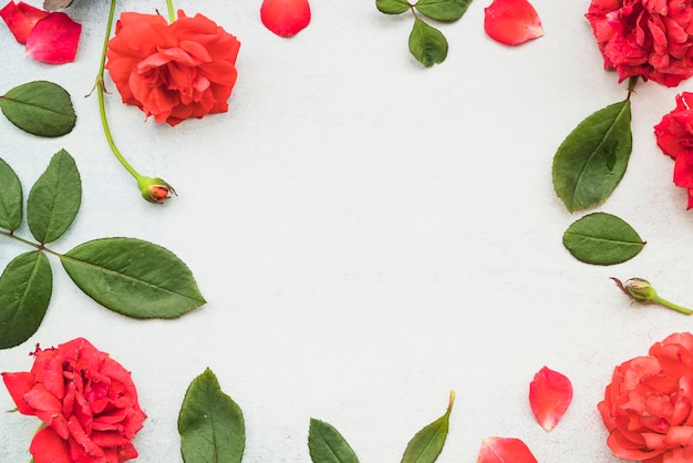 Frame gemaakt van mooie rode rozen en blad op witte achtergrond