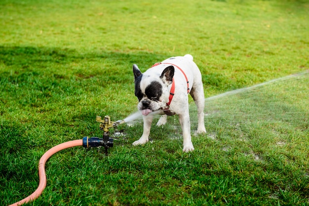 Frans buldog drinkwater van slang in park