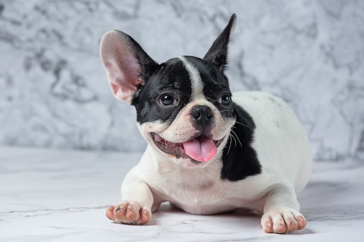 Gratis Foto franse bulldog hondenrassen witte polka dot zwart op marmer.