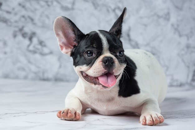 Franse Bulldog Hondenrassen Witte Polka Dot Zwart Op Marmer.