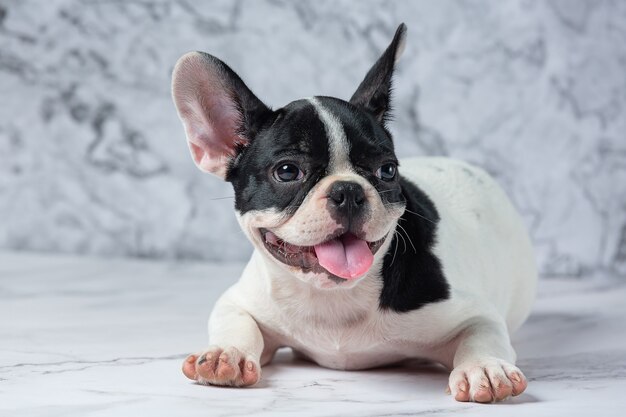 Franse Bulldog Hondenrassen Witte Polka Dot Zwart Op Marmer.