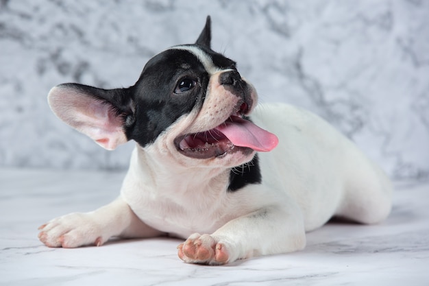Franse Bulldog Hondenrassen Witte Polka Dot Zwart Op Marmer.