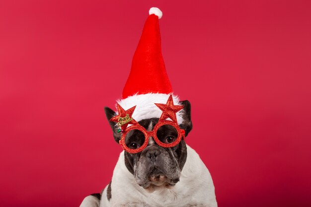 Franse bulldog met een kerstmuts en grappige zonnebril op rood