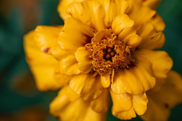 Gratis foto franse goudsbloem tagetes patula close-up macro shot