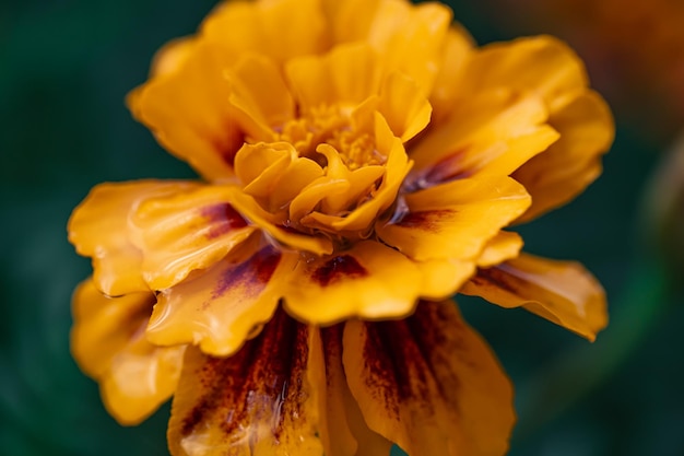 Gratis foto franse goudsbloem tagetes patula close-up macro shot