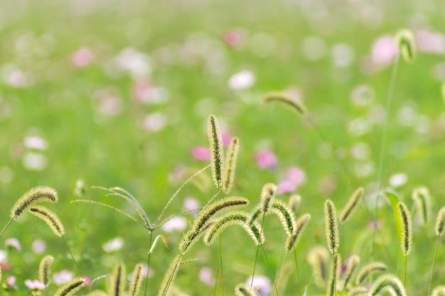 Frisheid buitentuin natuurlijke vitaliteit