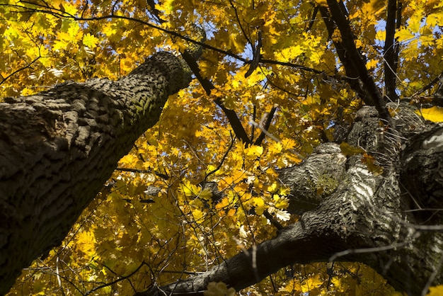 Frog's eye view weergave van gele herfst bomen op een zonnige dag