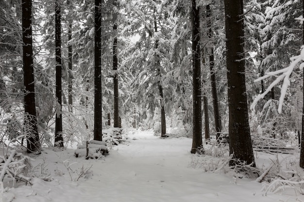 Gratis foto frosty bossen in het bos