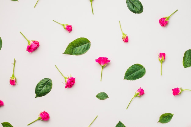 Fuchsia bloemen en bladeren