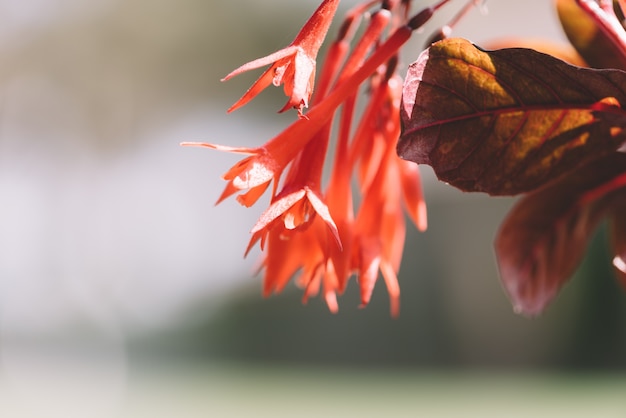 Fuchsia bloemen in het voorjaar