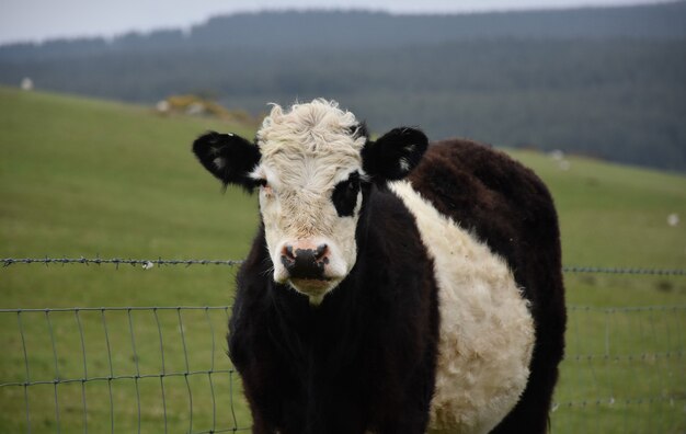 Fuzzy Faced Belted Galloway-kalf op een sombere dag