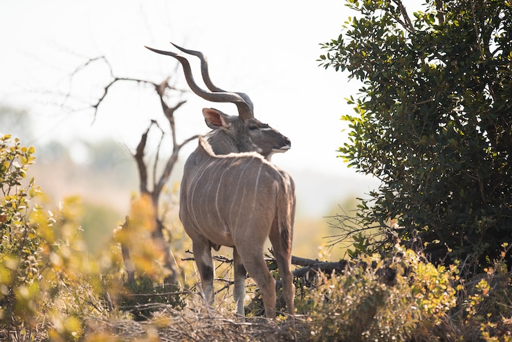 Gratis Foto gazelle staande in de buurt van bomen