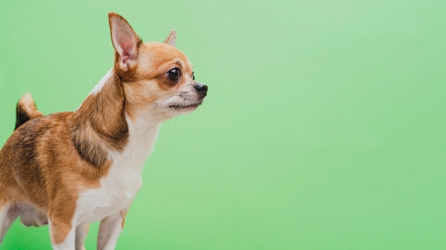 Gealarmeerde hond op groene exemplaar ruimteachtergrond