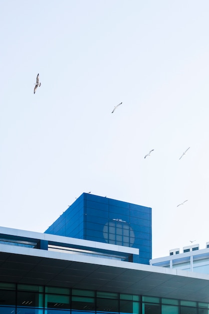 Gratis foto gebouwen met vogels