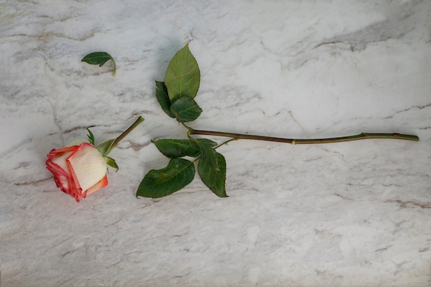 Gebroken roos op een witte marmeren tafel heartbreak concept