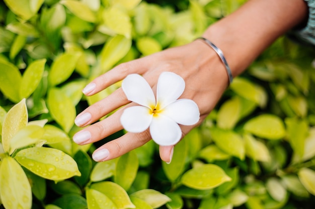 Gebruinde hand met natuurlijke manicure met jewerly schattige zilveren armband houdt witte Thaise bloemplumeria vast